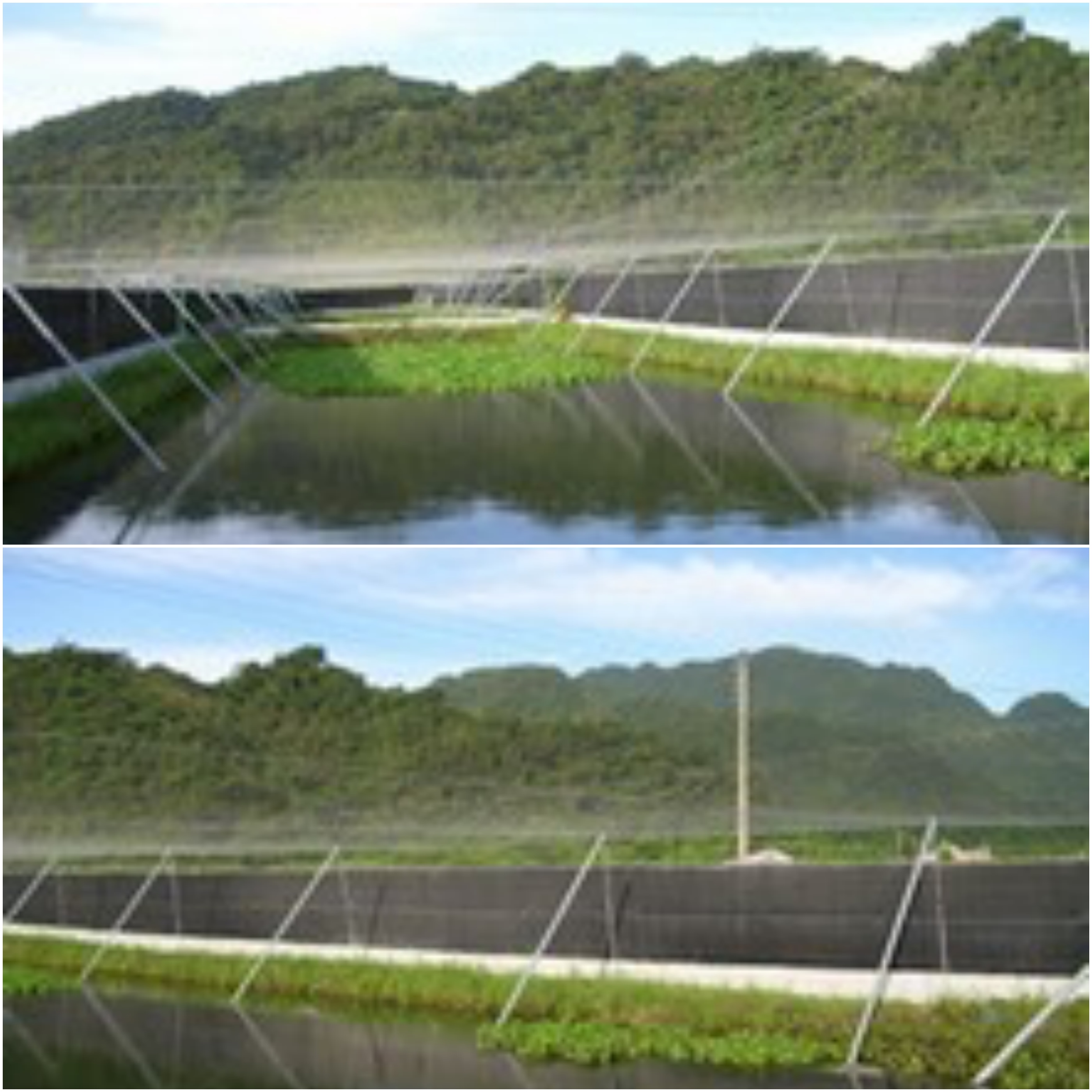 大閘蟹養殖場