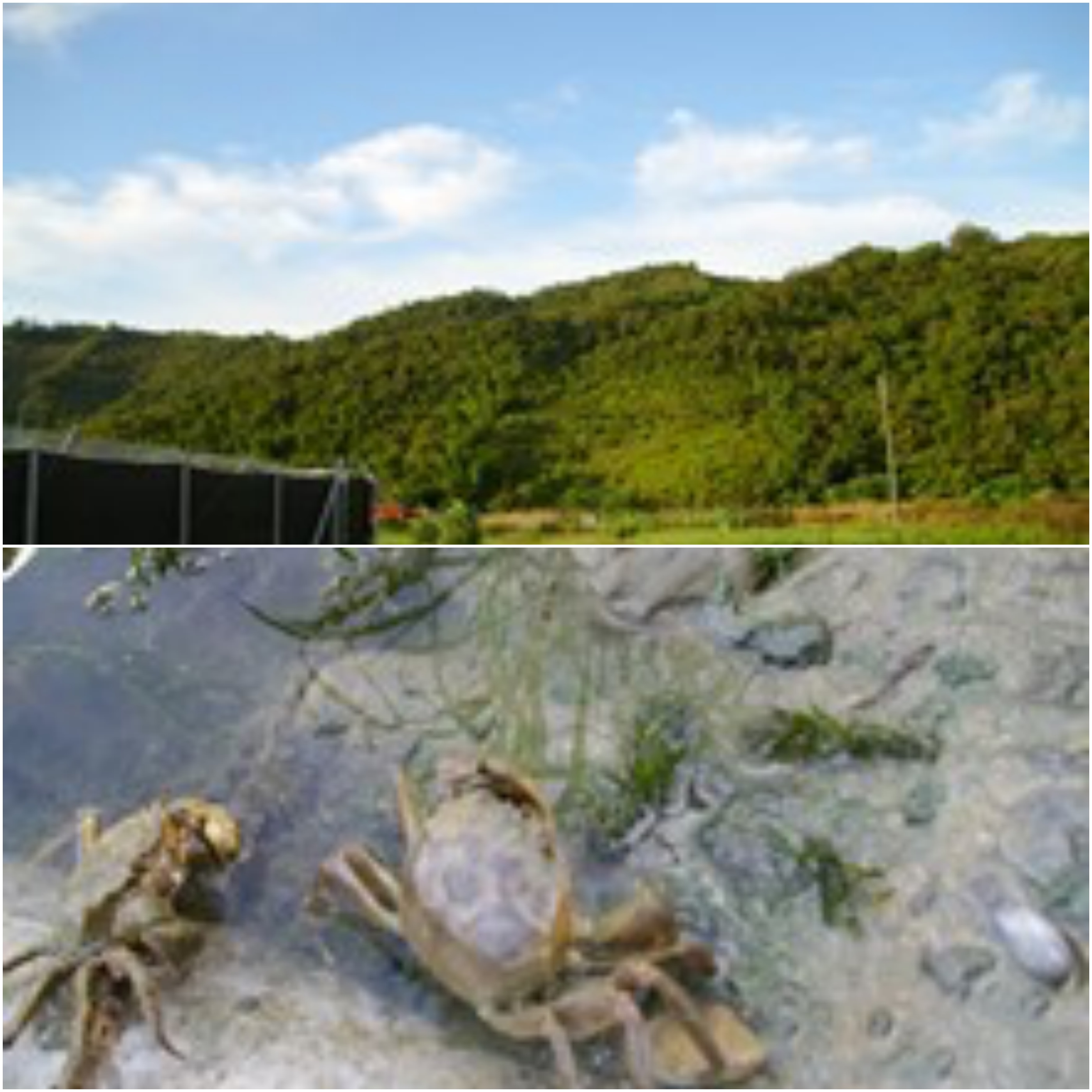 大閘蟹養殖場
